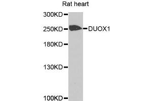 Western blot analysis of extracts of rat heart cells, using DUOX1 antibody. (DUOX1 Antikörper)