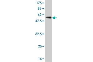 Western Blotting (WB) image for anti-Cyclin-Dependent Kinase 1 (CDK1) (AA 1-297) antibody (ABIN560263)