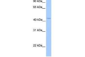 WB Suggested Anti-C17orf97 Antibody Titration: 0. (LIAT1/C17orf97 Antikörper  (N-Term))