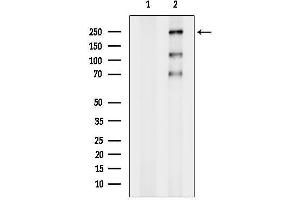 anti-PHD Finger Protein 3 (PHF3) (N-Term) antibody