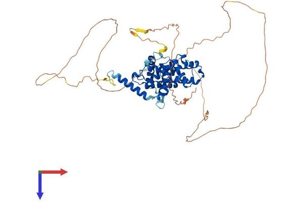 Cyclin L1 Protein (CCNL1) (AA 1-532) (His tag)