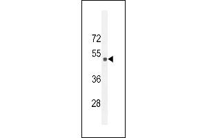 Western blot analysis of Sestrin-2 Antibody (Center) (ABIN652222 and ABIN2840929) in 293 cell line lysates (35 μg/lane).