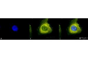 Immunocytochemistry/Immunofluorescence analysis using Rabbit Anti-CDC37 Polyclonal Antibody . (CDC37 Antikörper  (Atto 390))