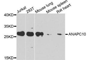 Western blot analysis of extracts of various cells, using ANAPC10 antibody. (ANAPC10 Antikörper)