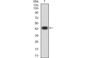 Western blot analysis using MAP3K14 mAb against human MAP3K14 (AA: 769-947) recombinant protein.