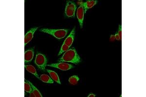 Confocal immunofluorescence image of HeLa cells using Calnexin Mouse Monoclonal Antibody (CANX/1541), labeled in Green. (Calnexin Antikörper  (N-Term))