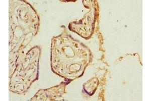 Immunohistochemistry of paraffin-embedded human placenta tissue using ABIN7163670 at dilution of 1:100 (PHLDA2 Antikörper  (AA 1-152))