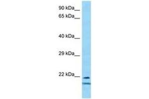 Image no. 1 for anti-Transcription Factor 23 (TCF23) (AA 92-141) antibody (ABIN6748386) (TCF23 Antikörper  (AA 92-141))