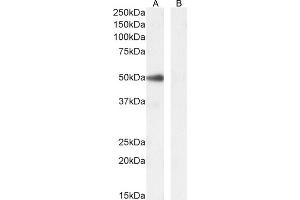 (ABIN5539901) (0. (PAX1 Antikörper  (AA 318-329))