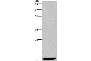 Western Blot analysis of Hela cell using KLLN Polyclonal Antibody at dilution of 1:350