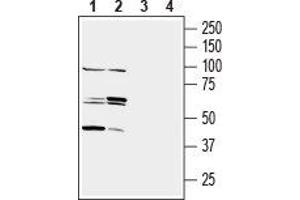 Western blot analysis of mouse (lanes 1 and 3) and rat (lanes 2 and 4) testis membranes:1,2.