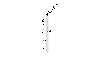 Western blot analysis of lysate from MDA-MB-231 cell line, using CRISP1 Antibody at 1:1000 at each lane. (CRISP1 Antikörper  (C-Term))