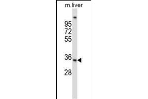 UPRT Antibody (C-term) (ABIN657295 and ABIN2846381) western blot analysis in mouse liver tissue lysates (35 μg/lane). (UPRT Antikörper  (C-Term))