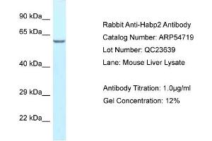 Western Blotting (WB) image for anti-Hyaluronan Binding Protein 2 (HABP2) (C-Term) antibody (ABIN970852) (HABP2 Antikörper  (C-Term))