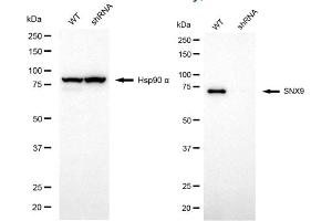 Western blotting analysis using SNX9 antibody (ABIN7800413). (SNX9 Antikörper)