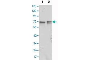 Western blot analysis using FMR1 monoclonal antibody, clone 4G9  against Jurkat (1) and K-562 (2) cell lysate. (FMR1 Antikörper)