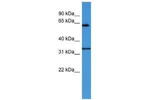 WB Suggested Anti-ENOX2 Antibody Titration: 0. (ENOX2 Antikörper  (N-Term))
