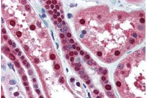 Human Kidney (formalin-fixed, paraffin-embedded) stained with MAT2A antibody ABIN364446 at 10 ug/ml followed by biotinylated anti-mouse IgG secondary antibody ABIN481714, alkaline phosphatase-streptavidin and chromogen. (MAT2A Antikörper  (AA 1-395))