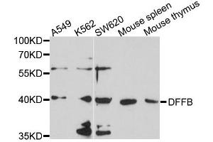 Western blot analysis of extracts of various cells, using DFFB antibody. (DFFB Antikörper)
