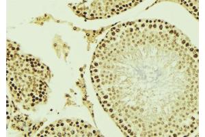 ABIN6276866 at 1/100 staining Mouse testis tissue by IHC-P. (AIRE Antikörper  (Internal Region))