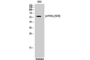 Western Blotting (WB) image for anti-P21-Activated Kinase 2 (PAK2) (pSer20) antibody (ABIN3173257) (PAK2 Antikörper  (pSer20))