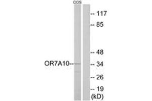 Western Blotting (WB) image for anti-Olfactory Receptor, Family 7, Subfamily A, Member 10 (OR7A10) (AA 260-309) antibody (ABIN2891047) (OR7A10 Antikörper  (AA 260-309))