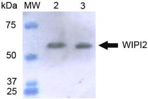 Western blot analysis of Human HeLa and 293Trap cell lysates showing detection of ~49. (WIPI2 Antikörper  (C-Term) (PerCP))