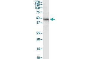 MDM4 MaxPab rabbit polyclonal antibody. (MDM4-binding Protein Antikörper  (AA 1-490))