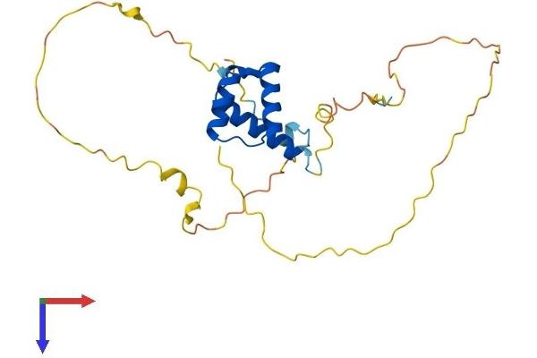 NKX2-8 Protein (AA 1-239) (His tag)