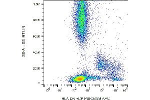 Flow cytometry analysis (surface staining) of human peripheral blood with anti-HLA-DR+DP (HL-38) PE. (HLA-DP/DR Antikörper)