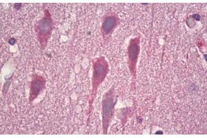Anti-GRM8 / MGLUR8 antibody IHC staining of human brain, cortex neurons. (GRM8 Antikörper  (AA 841-890))