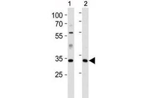 Caspase-9 antibody western blot analysis in 1) human HeLa and 2) mouse L929 lysate