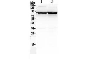 Western blot analysis of SLC6A1 using anti-SLC6A1 antibody . (SLC6A1 Antikörper  (N-Term))