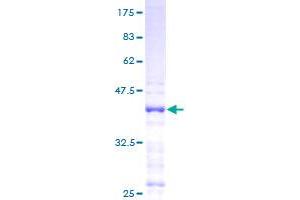 CXCL9 Protein (AA 23-125) (GST tag)