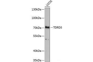 Western blot analysis of extracts of U2OS cells using TDRD3 Polyclonal Antibody at dilution of 1:1000. (TDRD3 Antikörper)