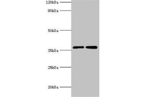 Western blot All lanes: MDH2 antibody at 3 μg/mL Lane 1: 293T whole cell lysate Lane 2: K562 whole cell lysate Secondary Goat polyclonal to rabbit IgG at 1/10000 dilution Predicted band size: 36, 31 kDa Observed band size: 36 kDa (MDH2 Antikörper  (AA 59-338))