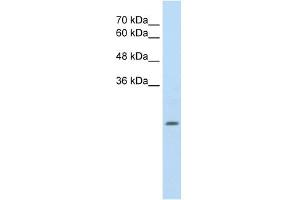 ALDH4A1 antibody used at 2. (ALDH4A1 Antikörper  (N-Term))