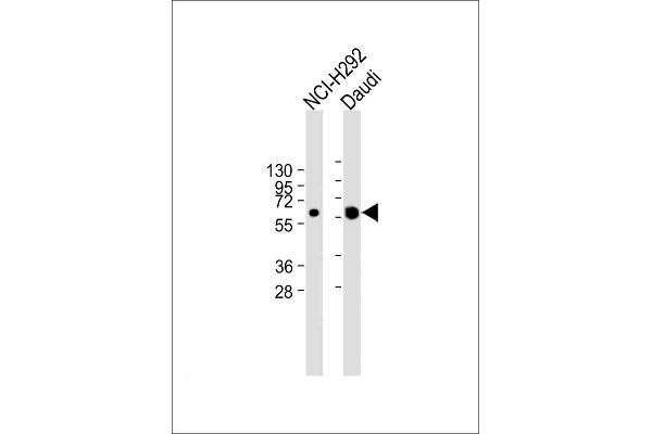 IFI44L antibody  (C-Term)