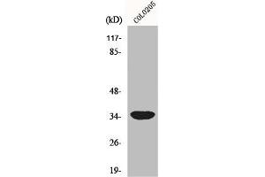 Western Blot analysis of COLO205 cells using MRP-L4 Polyclonal Antibody (MRPL4 Antikörper  (Internal Region))