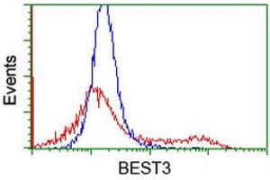 HEK293T cells transfected with either RC218436 overexpress plasmid (Red) or empty vector control plasmid (Blue) were immunostained by anti-BEST3 antibody (ABIN2453885), and then analyzed by flow cytometry. (Bestrophin 3 Antikörper)