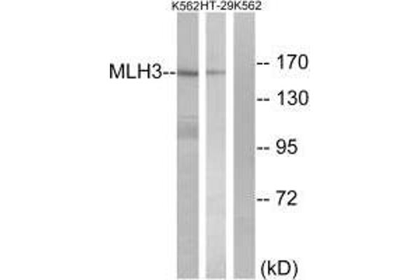 MLH3 Antikörper