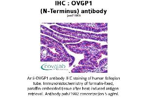 Image no. 1 for anti-Oviductal Glycoprotein 1 (OVGP1) (N-Term) antibody (ABIN1737715) (OVGP1 Antikörper  (N-Term))