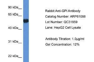 Western Blotting (WB) image for anti-Glucose-6-Phosphate Isomerase (GPI) (C-Term) antibody (ABIN2788668)