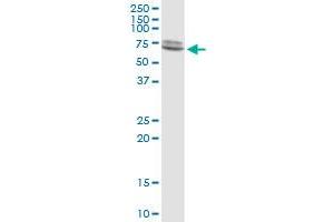 Western Blotting (WB) image for anti-Lamin A/C (LMNA) (AA 1-664) antibody (ABIN517537)