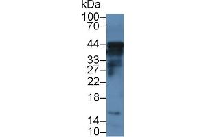 Western Blotting (WB) image for anti-Caspase 12 (Gene/pseudogene) (CASP12) (AA 1-244) antibody (ABIN7440263)