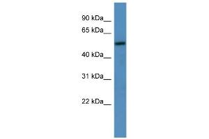 WB Suggested Anti-TM9SF1 Antibody Titration: 0.