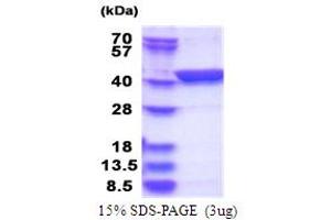 LanC Lantibiotic Synthetase Component C-Like 1 (LANCL1) (AA 1-399) protein (His tag)