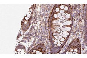 ABIN6272935 at 1/100 staining Mouse colon tissue by IHC-P. (AHCYL1 Antikörper  (N-Term))