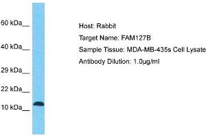 Host: Rabbit Target Name: FAM127B Sample Tissue: Human MDA-MB-435s Whole Cell Antibody Dilution: 1ug/ml (FAM127B Antikörper  (N-Term))