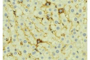 ABIN6276918 at 1/100 staining Mouse liver tissue by IHC-P.